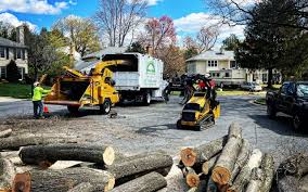 How Our Tree Care Process Works  in  Alva, OK