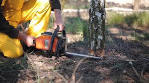 Best Commercial Tree Services  in Alva, OK