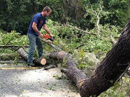 Best Tree Removal  in Alva, OK