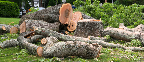 Best Firewood Processing and Delivery  in Alva, OK